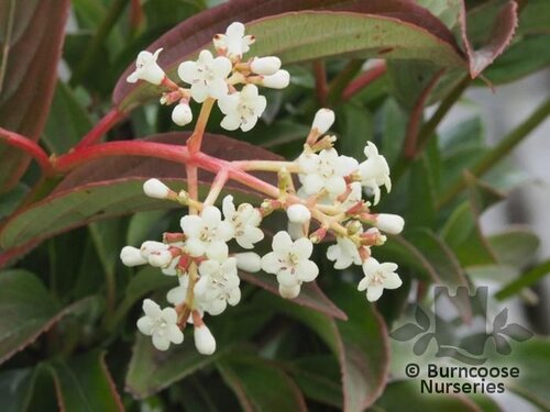 VIBURNUM x hillieri 'Winton' 